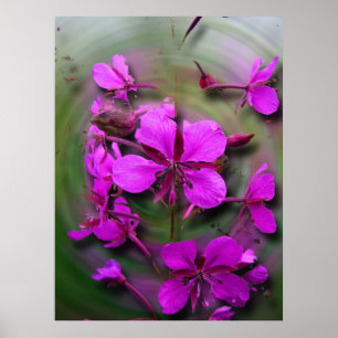 Poster Fireweed em um furacão