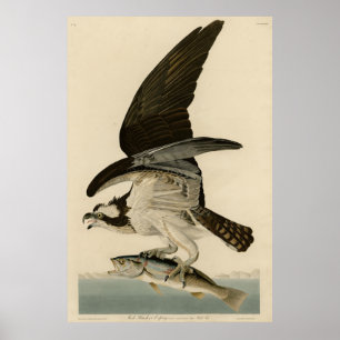 Poster Fish Hawk, Osprey, das Aves da América de Audubon
