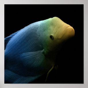 Poster Fish in Tank - Art Photograph