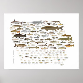 Poster Fishes de Iowa