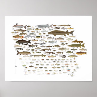 Poster Fishes de Iowa