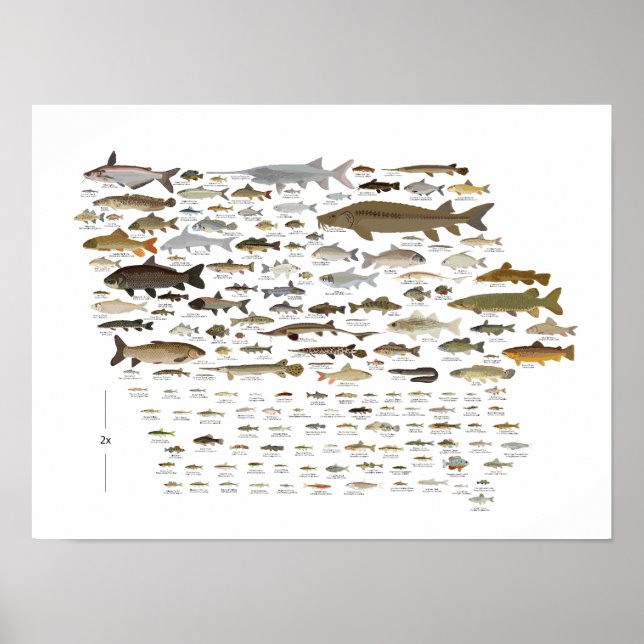 Poster Fishes de Iowa (Frente)