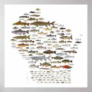 Poster Fishes de Wisconsin