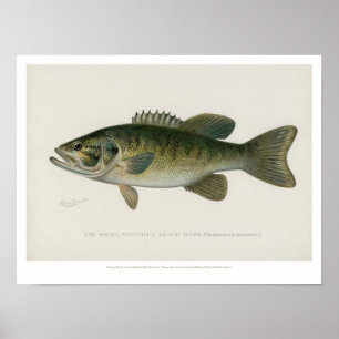 Poster Fishes Vintage - Bass Negro