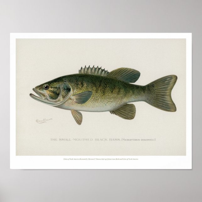 Poster Fishes Vintage - Bass Negro (Frente)