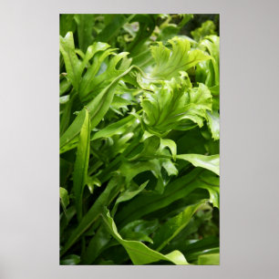 Póster Fishtail Fern