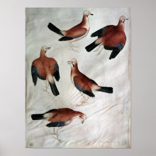 Póster Five Jays, from the Vallardi Album