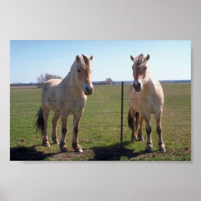 Póster Fjords Noruegueses (Frente)