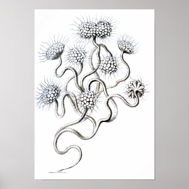 Póster Flagellata, Ernst Haeckel Belas Artes (Frente)