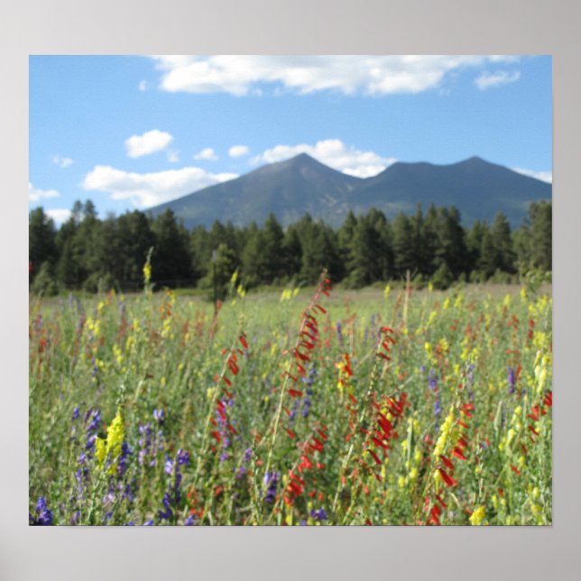 Póster Flagstaff wilflower (Frente)