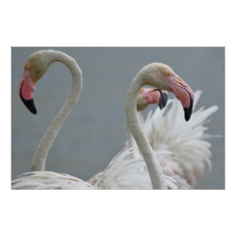 Póster flamants roses
