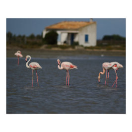 Póster Flamants roses en Camargue