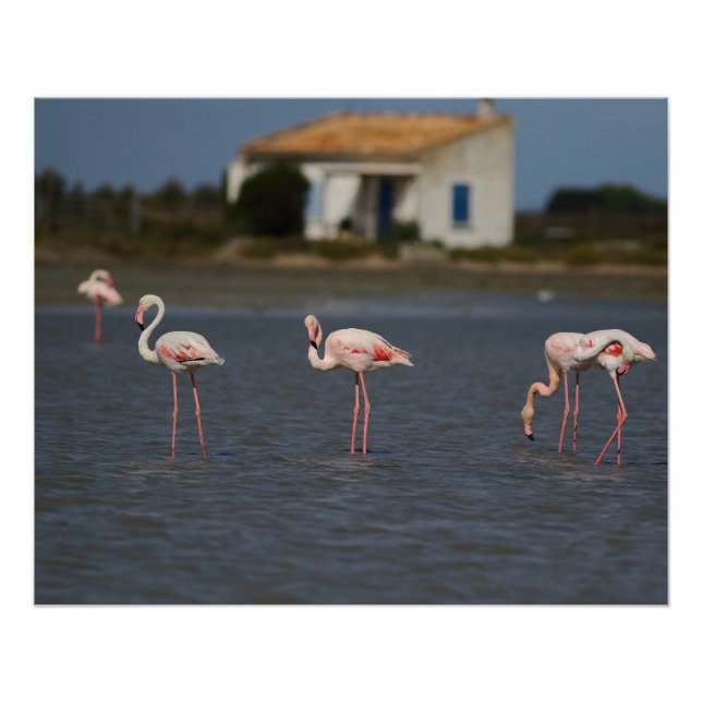 Póster Flamants roses en Camargue (Frente)