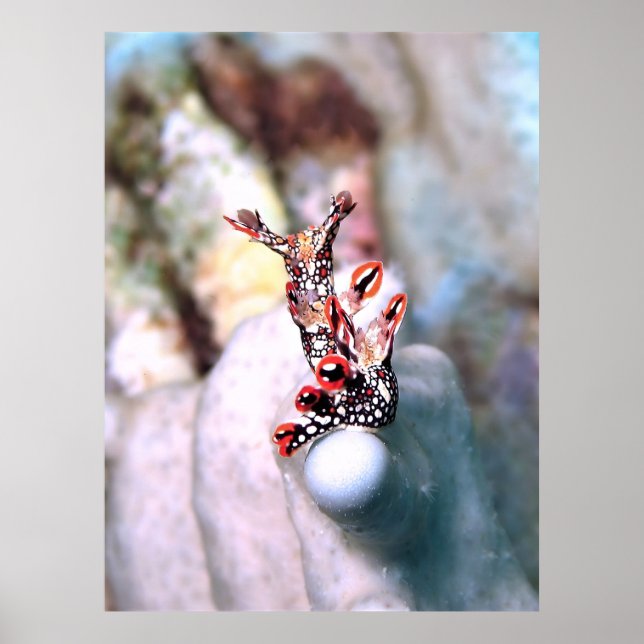 Poster Flambouyant Nudi (Frente)