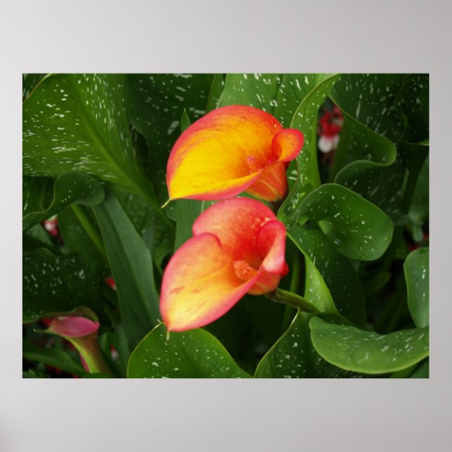 Póster Flame Calla. (Frente)