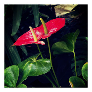 Póster Flamingo
