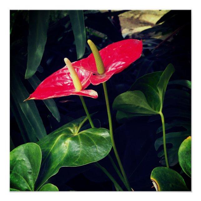 Póster Flamingo (Frente)