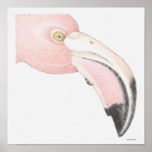 Póster Flamingo