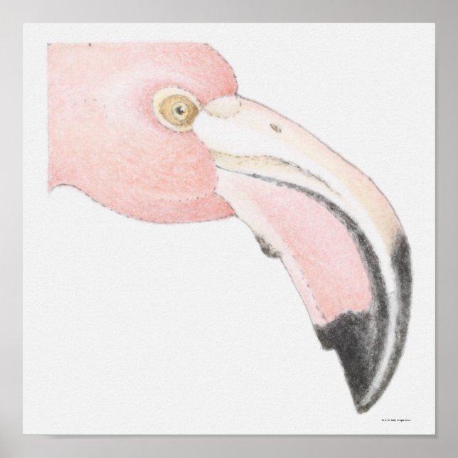 Póster Flamingo (Frente)