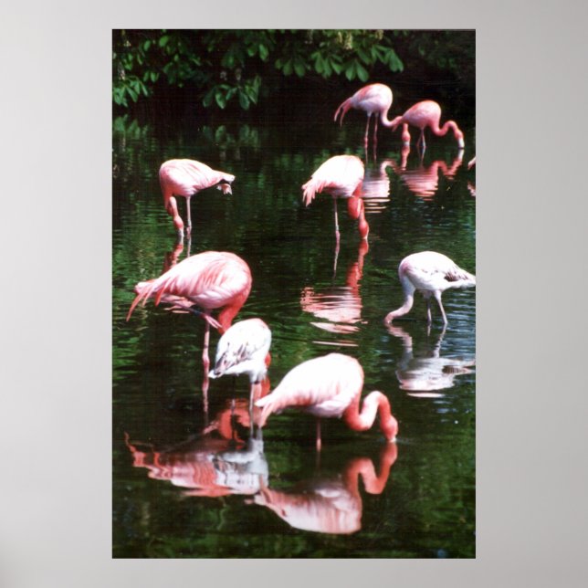 Poster flamingo (Frente)
