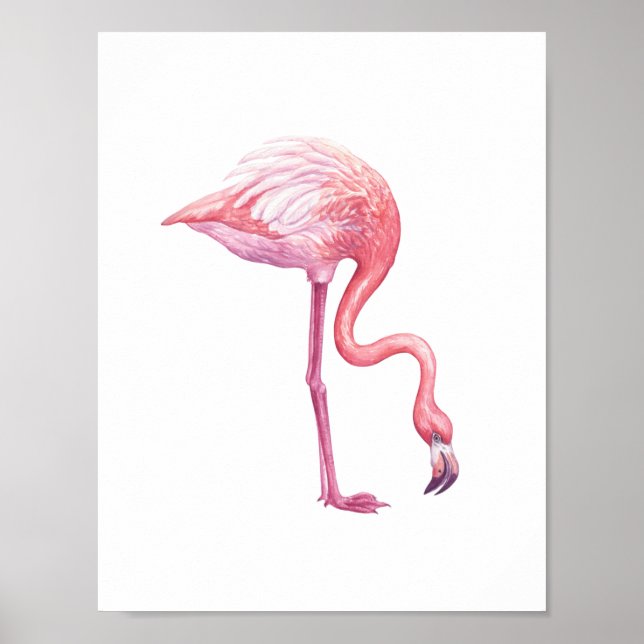 Poster Flamingo (Frente)