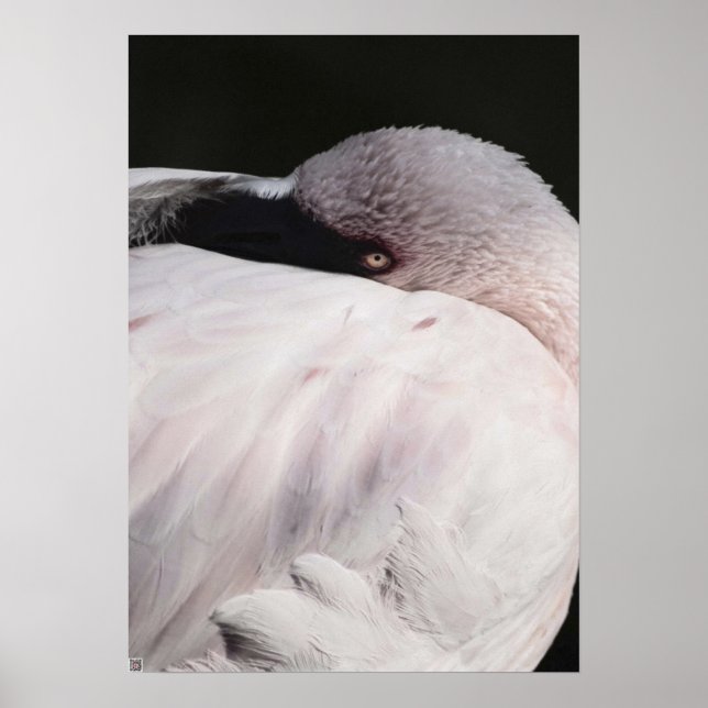 Poster Flamingo (Frente)