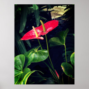 Poster Flamingo
