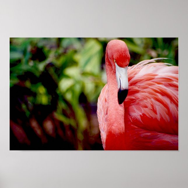 Poster Flamingo 1 (Frente)