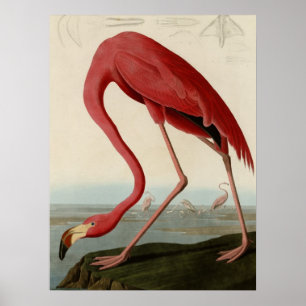 Poster Flamingo americano