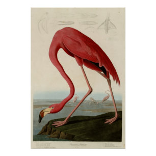 Póster Flamingo americano