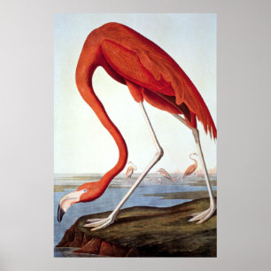 Poster Flamingo americano - animais selvagens por John