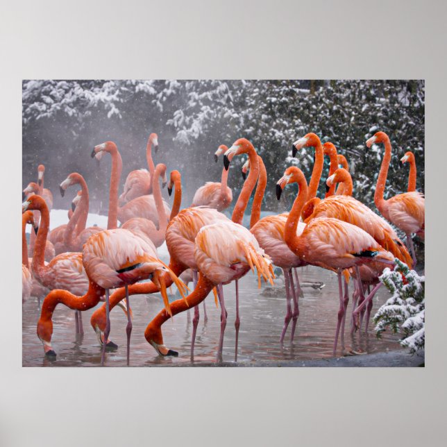 Poster Flamingo Americano, ave colorida,   (Frente)