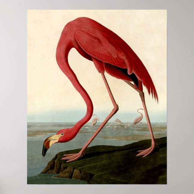 Póster Flamingo Americano de Audubon (Frente)