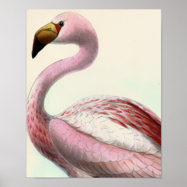 Poster Flamingo Antigo (Frente)