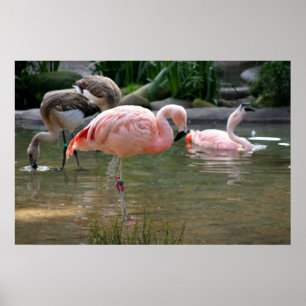 Poster Flamingo chileno