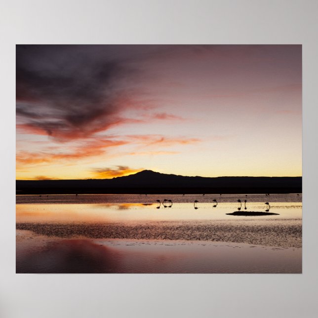 Poster Flamingo Chileno (Frente)