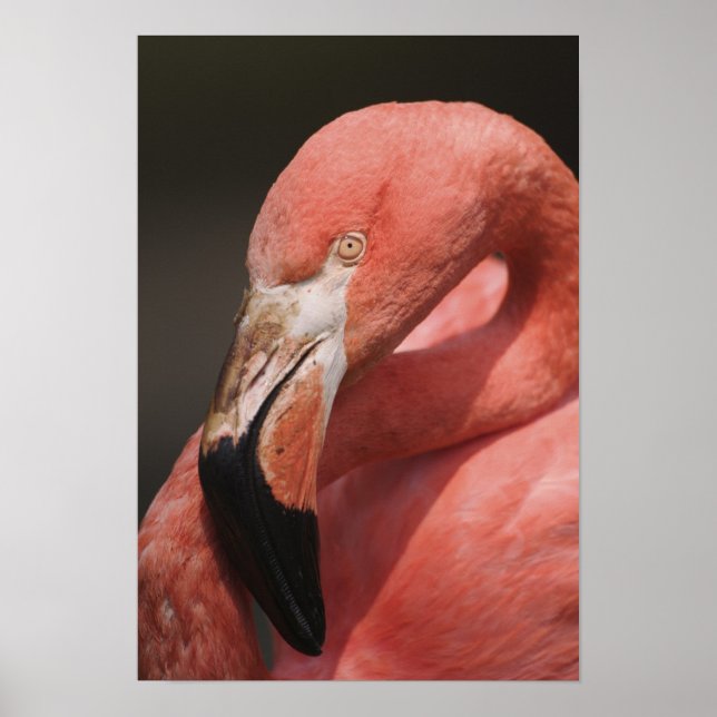 Poster Flamingo chileno, Phoenicopterus chilensis (Frente)