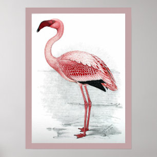 Poster Flamingo Claude Gibney Finch Davies