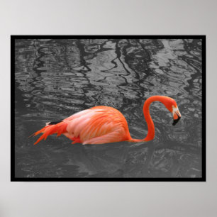 Poster Flamingo cor-de-rosa