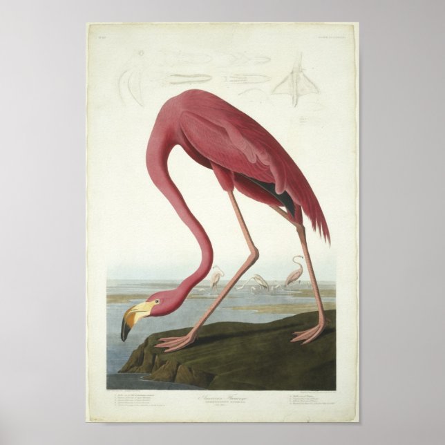Póster Flamingo dá uma espiada (Frente)
