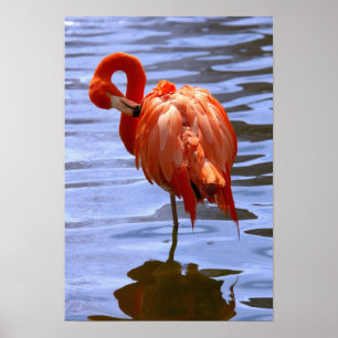 Poster Flamingo em uma perna na água
