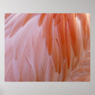 Póster Flamingo Feathers in Shades of Pink