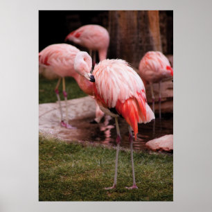 Póster Flamingo - Flamingo