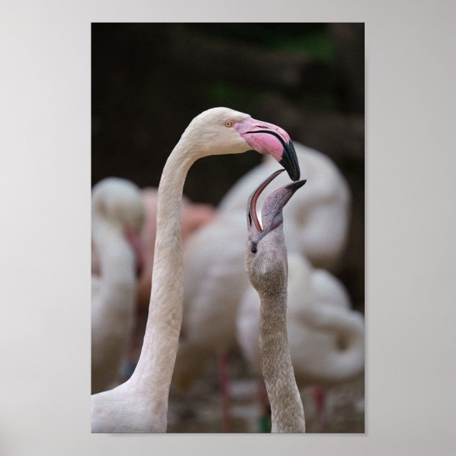 Poster Flamingo Mãe E Bebê (Frente)