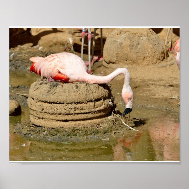 Poster Flamingo no ninho (Frente)
