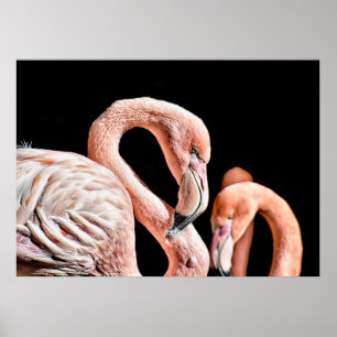 Poster Flamingo Pink Wildlife Photo