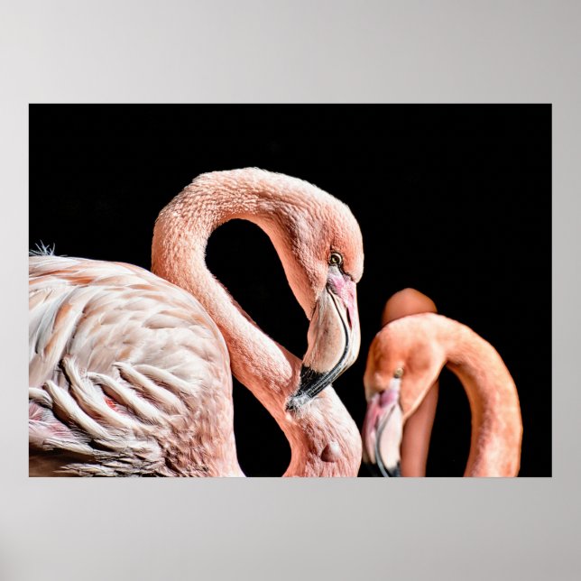Poster Flamingo Pink Wildlife Photo (Frente)