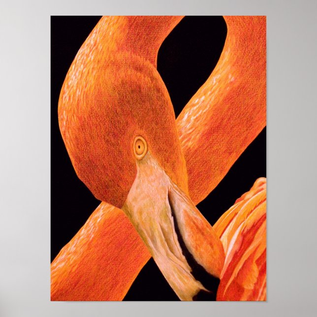 Poster Flamingo Portrait (Frente)