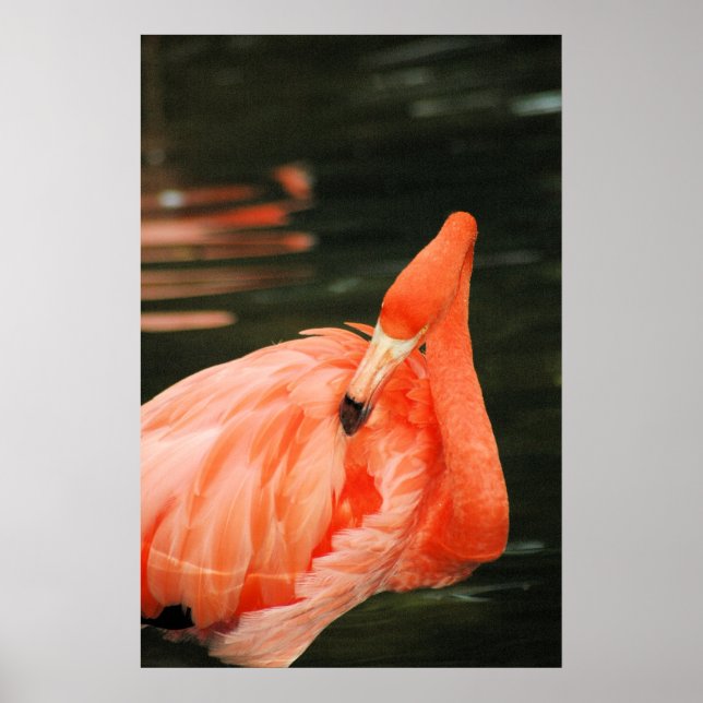 Póster Flamingo Rosa (Frente)