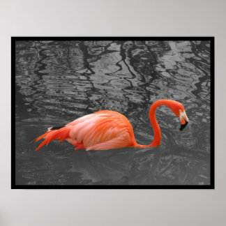 Poster Flamingo Rosa